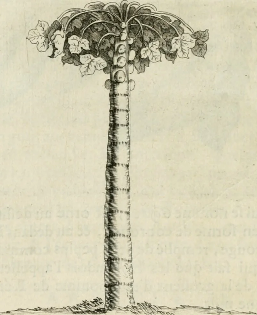An illustration from Histoire naturelle et morale des iles Antilles de l'Amerique : enrichie de plusieurs belles figures des raretez les plus considerables qui y sont d'écrites : avec un vocabulaire caraibe, 1658, leaf 73