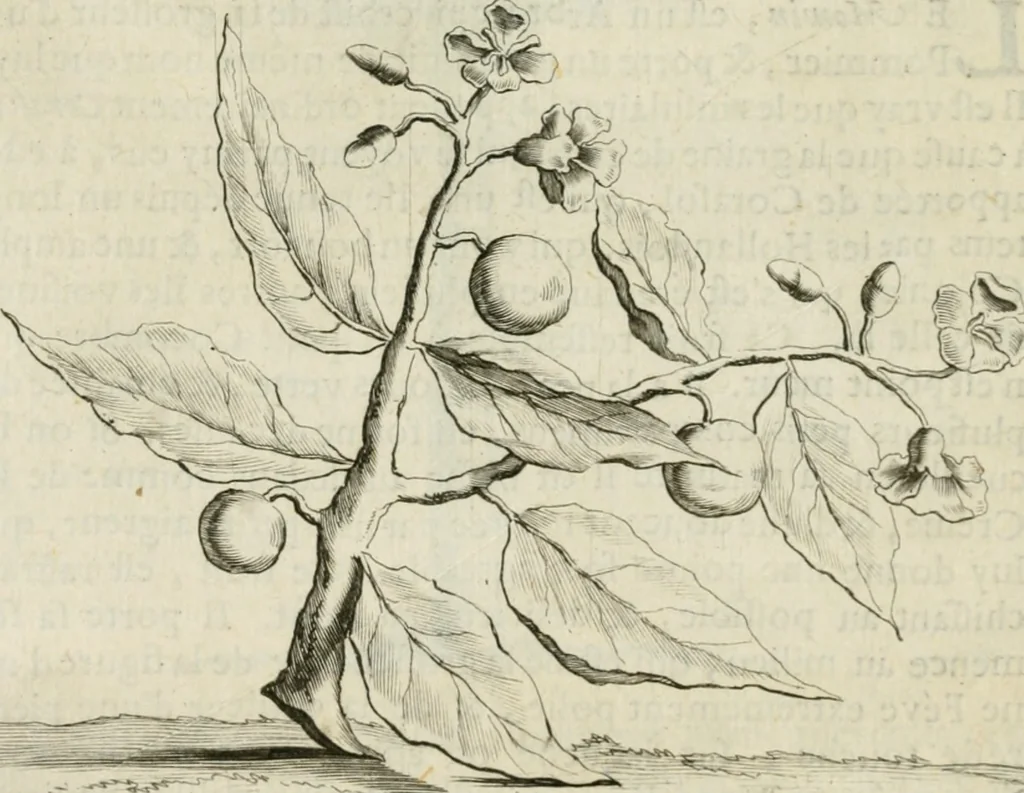 An illustration from Histoire naturelle et morale des iles Antilles de l'Amerique : enrichie de plusieurs belles figures des raretez les plus considerables qui y sont d'écrites : avec un vocabulaire caraibe, 1658, leaf 75