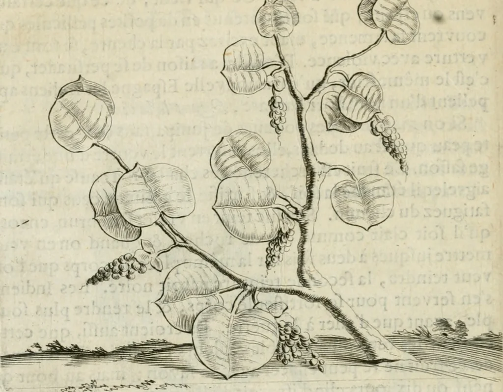 An illustration from Histoire naturelle et morale des iles Antilles de l'Amerique : enrichie de plusieurs belles figures des raretez les plus considerables qui y sont d'écrites : avec un vocabulaire caraibe, 1658, leaf 77