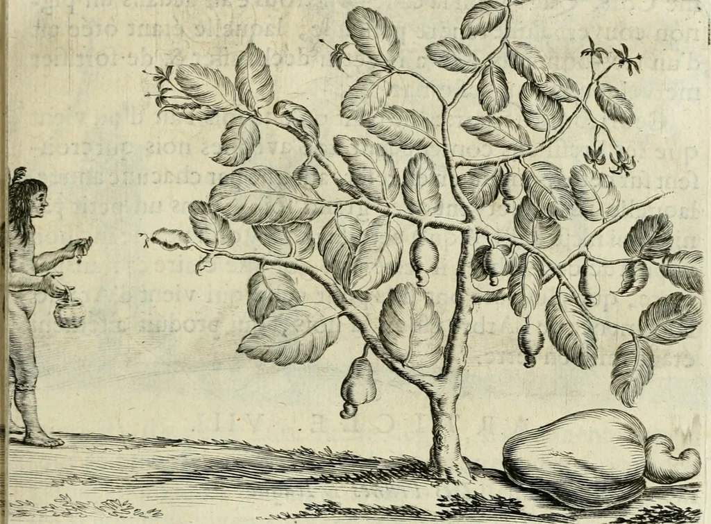 An illustration from Histoire naturelle et morale des iles Antilles de l'Amerique : enrichie de plusieurs belles figures des raretez les plus considerables qui y sont d'écrites : avec un vocabulaire caraibe, 1658, leaf 78