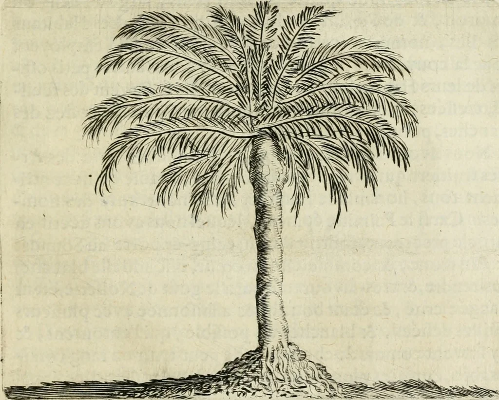 An illustration from Histoire naturelle et morale des iles Antilles de l'Amerique : enrichie de plusieurs belles figures des raretez les plus considerables qui y sont d'écrites : avec un vocabulaire caraibe, 1658, leaf 84