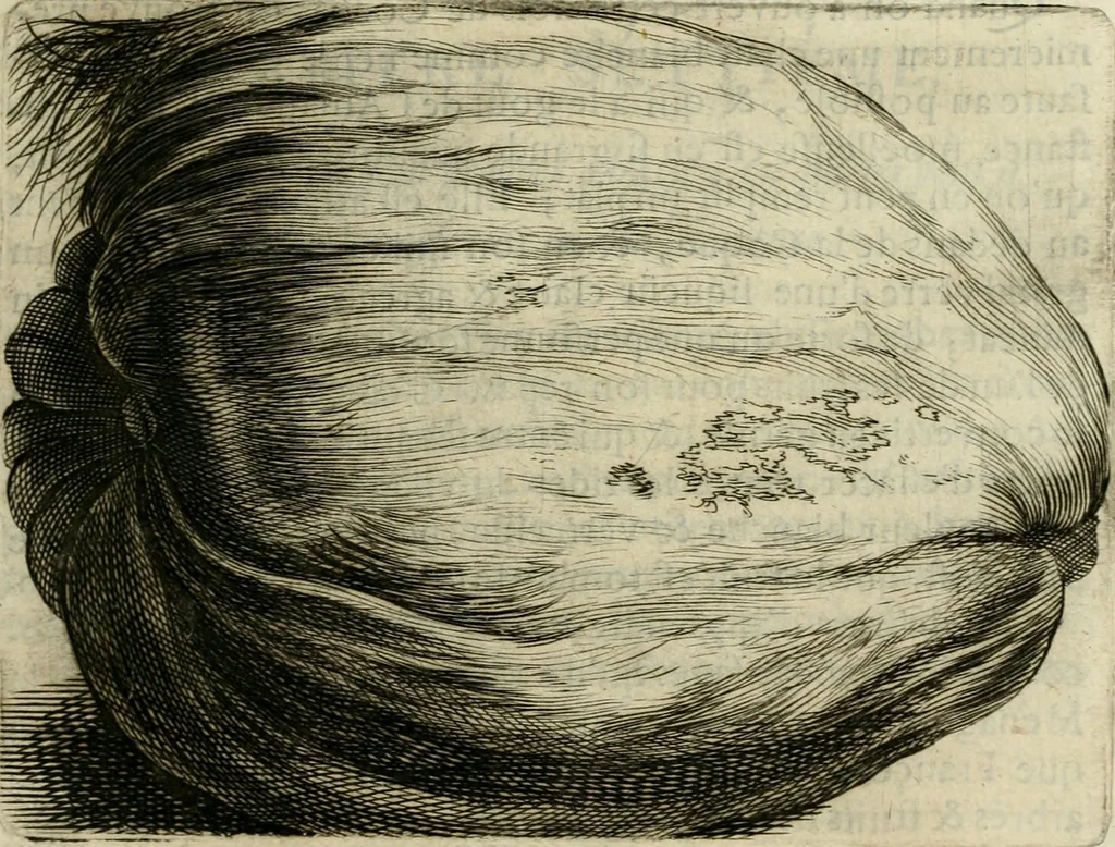 An illustration from Histoire naturelle et morale des iles Antilles de l'Amerique : enrichie de plusieurs belles figures des raretez les plus considerables qui y sont d'écrites : avec un vocabulaire caraibe, 1658, leaf 88