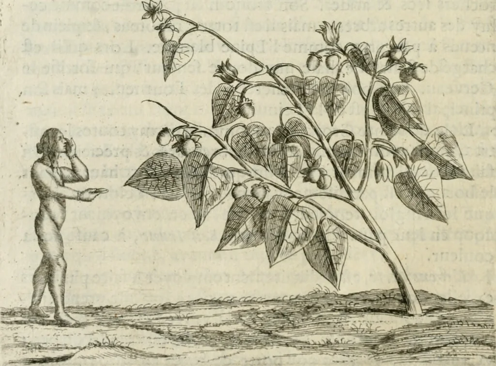 An illustration from Histoire naturelle et morale des iles Antilles de l'Amerique : enrichie de plusieurs belles figures des raretez les plus considerables qui y sont d'écrites : avec un vocabulaire caraibe, 1658, leaf 97