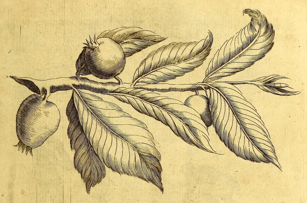 An illustration from Histoire naturelle et morale des iles Antilles de l'Amerique. : Enrichie d'un grand nombre de belles figures en taille douce, des places & des raretez les plus considerables, qui y sont décrites. : Avec un vocabulaire Caraïbe, 1665, leaf 111