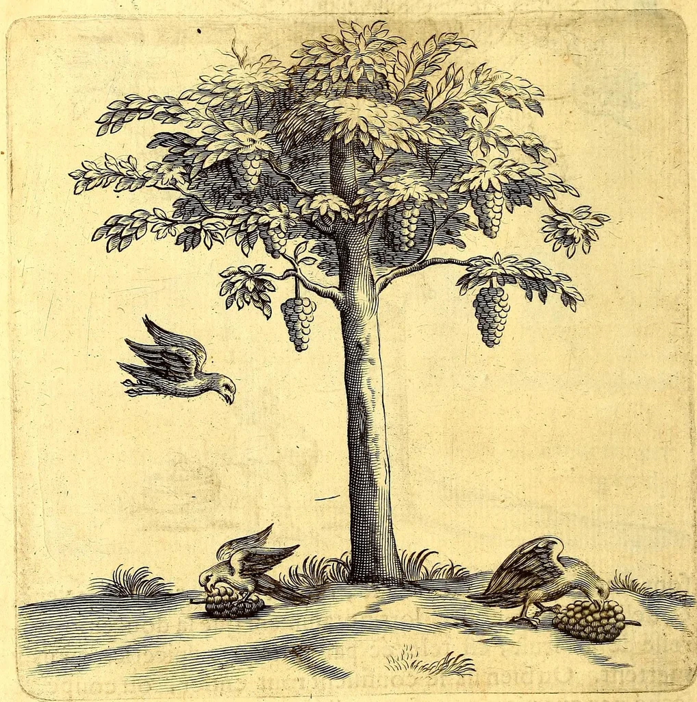 An illustration from Histoire naturelle et morale des iles Antilles de l'Amerique. : Enrichie d'un grand nombre de belles figures en taille douce, des places & des raretez les plus considerables, qui y sont décrites. : Avec un vocabulaire Caraïbe, 1665, leaf 114