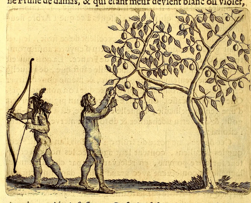 An illustration from Histoire naturelle et morale des iles Antilles de l'Amerique. : Enrichie d'un grand nombre de belles figures en taille douce, des places & des raretez les plus considerables, qui y sont décrites. : Avec un vocabulaire Caraïbe, 1665, leaf 120