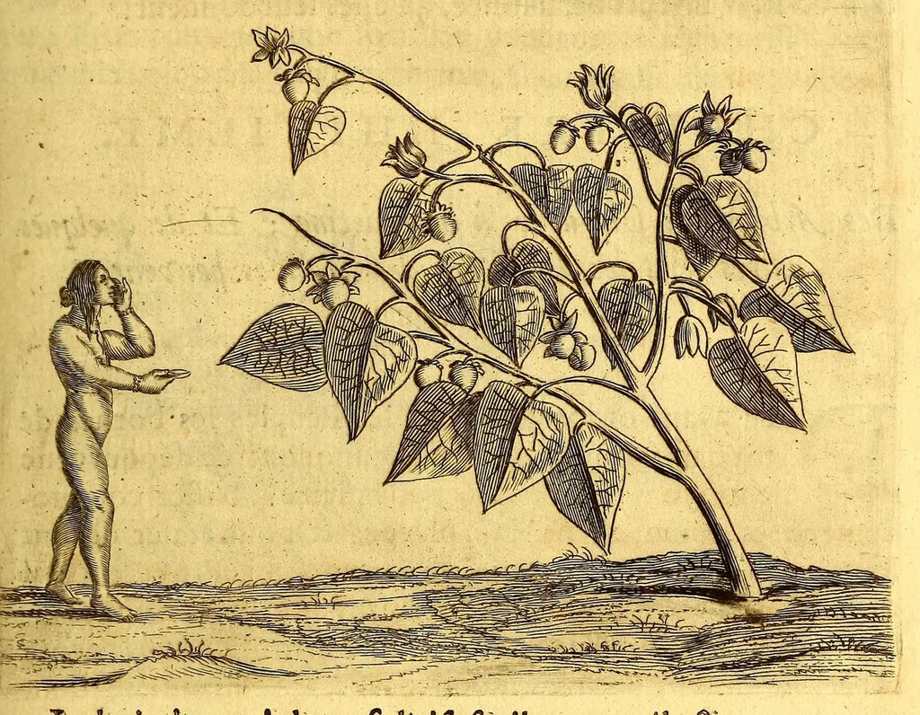An illustration from Histoire naturelle et morale des iles Antilles de l'Amerique. : Enrichie d'un grand nombre de belles figures en taille douce, des places & des raretez les plus considerables, qui y sont décrites. : Avec un vocabulaire Caraïbe, 1665, leaf 139