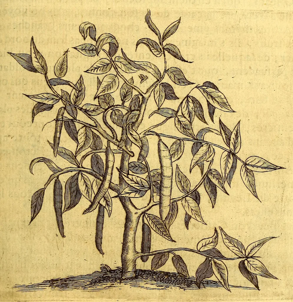 An illustration from Histoire naturelle et morale des iles Antilles de l'Amerique. : Enrichie d'un grand nombre de belles figures en taille douce, des places & des raretez les plus considerables, qui y sont décrites. : Avec un vocabulaire Caraïbe, 1665, leaf 141