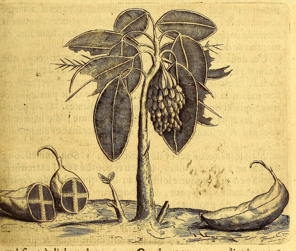 An illustration from Histoire naturelle et morale des iles Antilles de l'Amerique. : Enrichie d'un grand nombre de belles figures en taille douce, des places & des raretez les plus considerables, qui y sont décrites. : Avec un vocabulaire Caraïbe, 1665, leaf 153