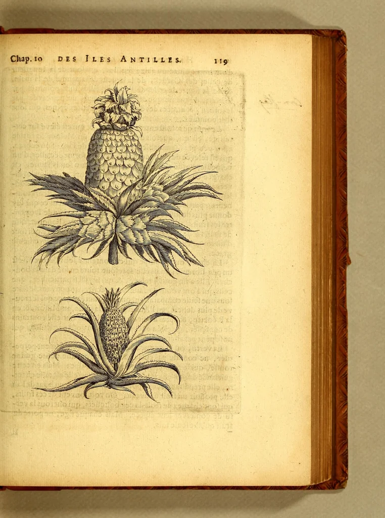 An illustration from Histoire naturelle et morale des iles Antilles de l'Amerique. : Enrichie d'un grand nombre de belles figures en taille douce, des places & des raretez les plus considerables, qui y sont décrites. : Avec un vocabulaire Caraïbe, 1665, leaf 165
