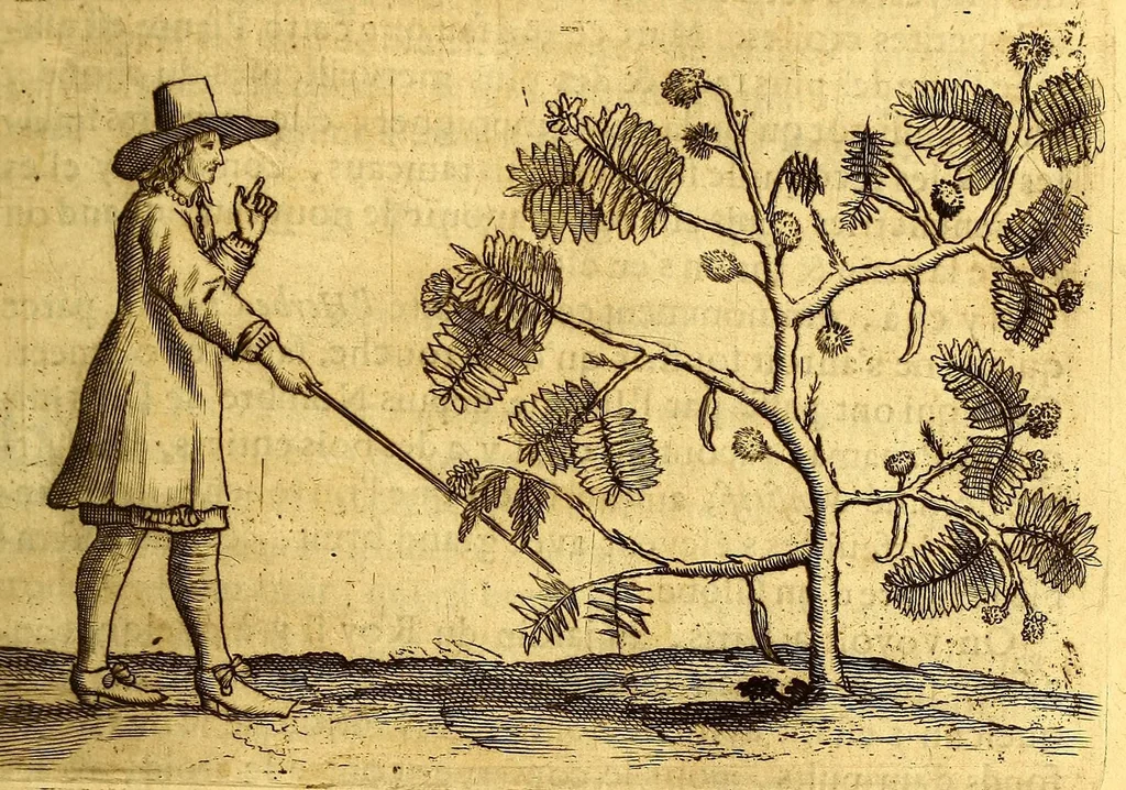 An illustration from Histoire naturelle et morale des iles Antilles de l'Amerique. : Enrichie d'un grand nombre de belles figures en taille douce, des places & des raretez les plus considerables, qui y sont décrites. : Avec un vocabulaire Caraïbe, 1665, leaf 173