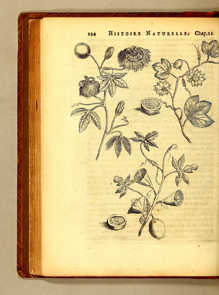 An illustration from Histoire naturelle et morale des iles Antilles de l'Amerique. : Enrichie d'un grand nombre de belles figures en taille douce, des places & des raretez les plus considerables, qui y sont décrites. : Avec un vocabulaire Caraïbe, 1665, leaf 180