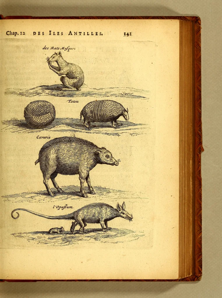 An illustration from Histoire naturelle et morale des iles Antilles de l'Amerique. : Enrichie d'un grand nombre de belles figures en taille douce, des places & des raretez les plus considerables, qui y sont décrites. : Avec un vocabulaire Caraïbe, 1665, leaf 187