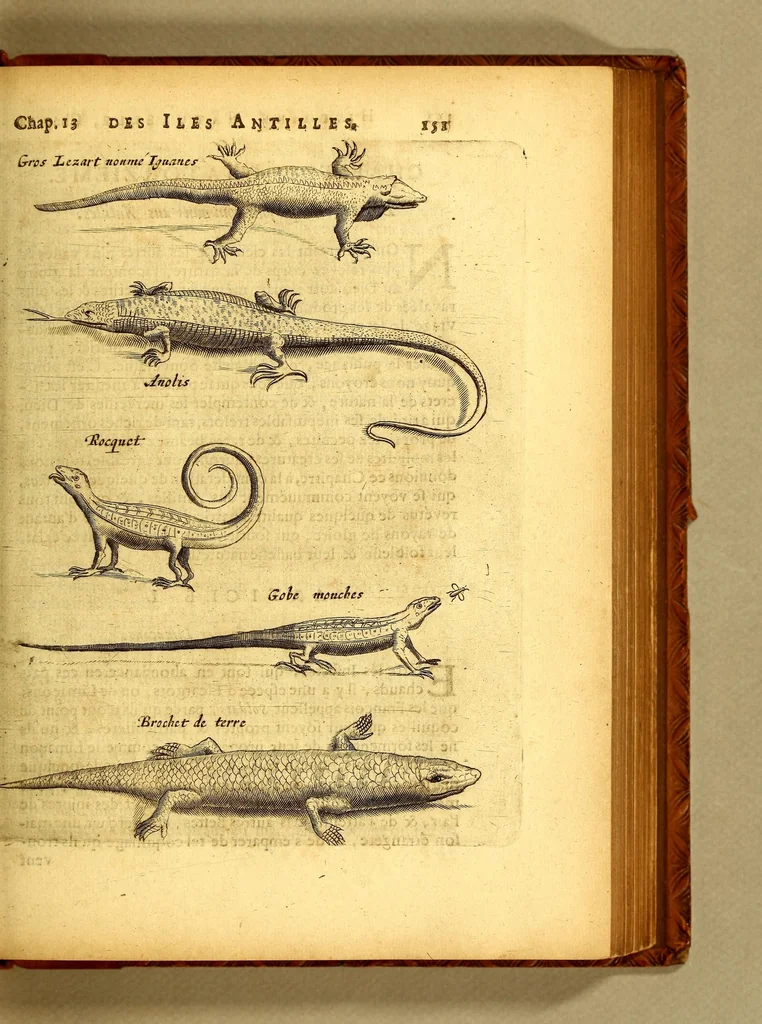 An illustration from Histoire naturelle et morale des iles Antilles de l'Amerique. : Enrichie d'un grand nombre de belles figures en taille douce, des places & des raretez les plus considerables, qui y sont décrites. : Avec un vocabulaire Caraïbe, 1665, leaf 197