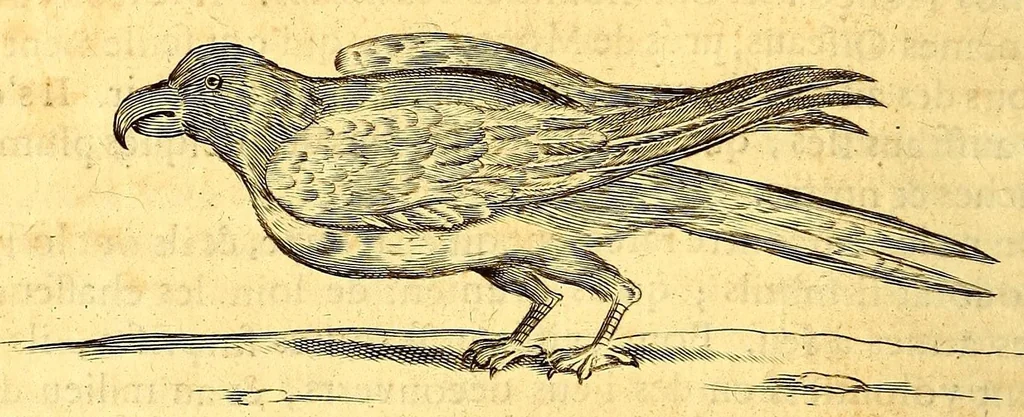 An illustration from Histoire naturelle et morale des iles Antilles de l'Amerique. : Enrichie d'un grand nombre de belles figures en taille douce, des places & des raretez les plus considerables, qui y sont décrites. : Avec un vocabulaire Caraïbe, 1665, leaf 214