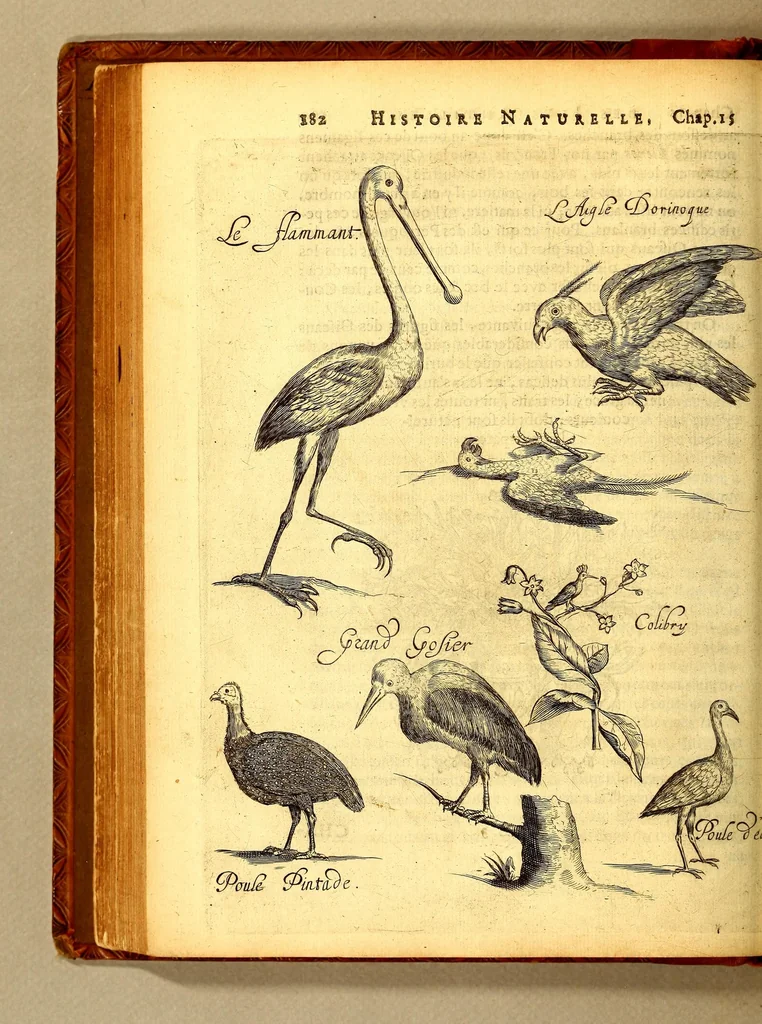 An illustration from Histoire naturelle et morale des iles Antilles de l'Amerique. : Enrichie d'un grand nombre de belles figures en taille douce, des places & des raretez les plus considerables, qui y sont décrites. : Avec un vocabulaire Caraïbe, 1665, leaf 228