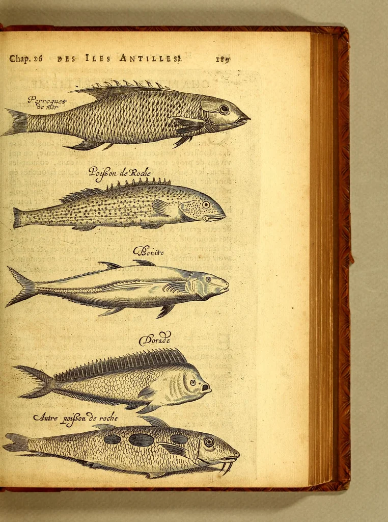 An illustration from Histoire naturelle et morale des iles Antilles de l'Amerique. : Enrichie d'un grand nombre de belles figures en taille douce, des places & des raretez les plus considerables, qui y sont décrites. : Avec un vocabulaire Caraïbe, 1665, leaf 235
