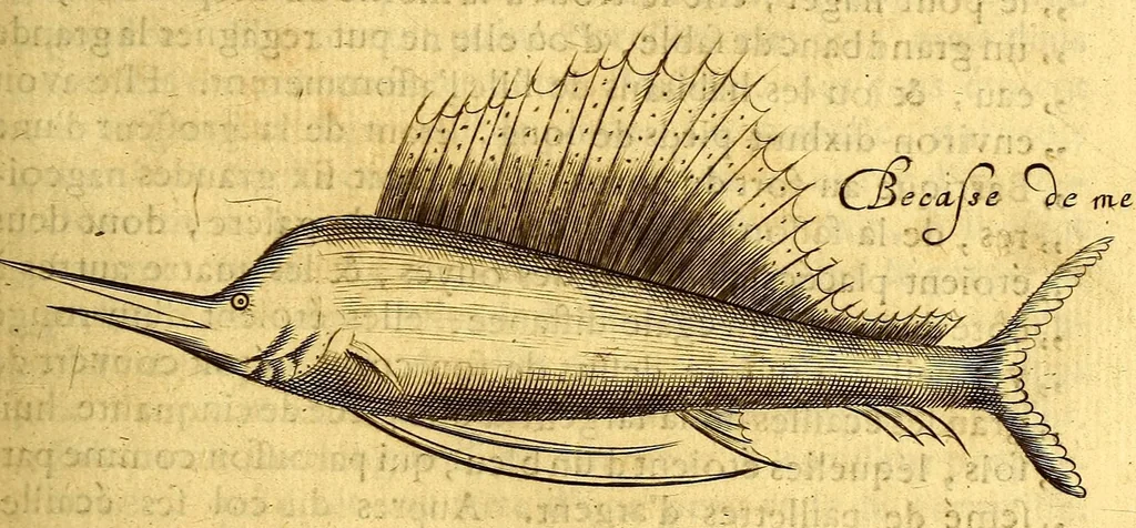 An illustration from Histoire naturelle et morale des iles Antilles de l'Amerique. : Enrichie d'un grand nombre de belles figures en taille douce, des places & des raretez les plus considerables, qui y sont décrites. : Avec un vocabulaire Caraïbe, 1665, leaf 245