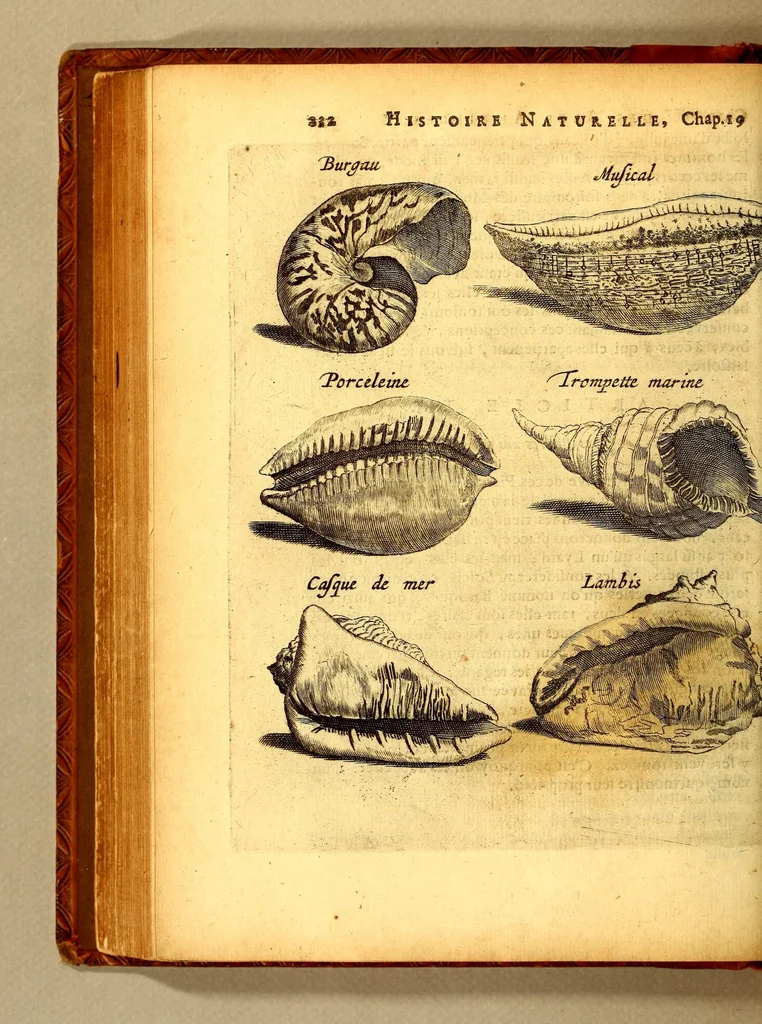 An illustration from Histoire naturelle et morale des iles Antilles de l'Amerique. : Enrichie d'un grand nombre de belles figures en taille douce, des places & des raretez les plus considerables, qui y sont décrites. : Avec un vocabulaire Caraïbe, 1665, leaf 278