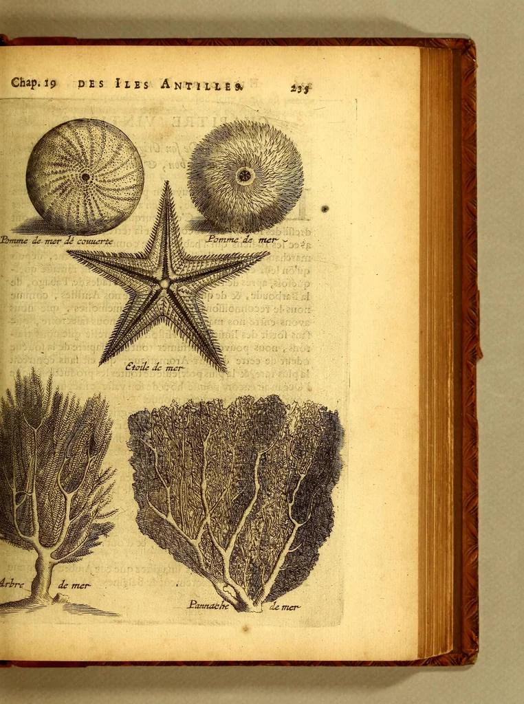 An illustration from Histoire naturelle et morale des iles Antilles de l'Amerique. : Enrichie d'un grand nombre de belles figures en taille douce, des places & des raretez les plus considerables, qui y sont décrites. : Avec un vocabulaire Caraïbe, 1665, leaf 281