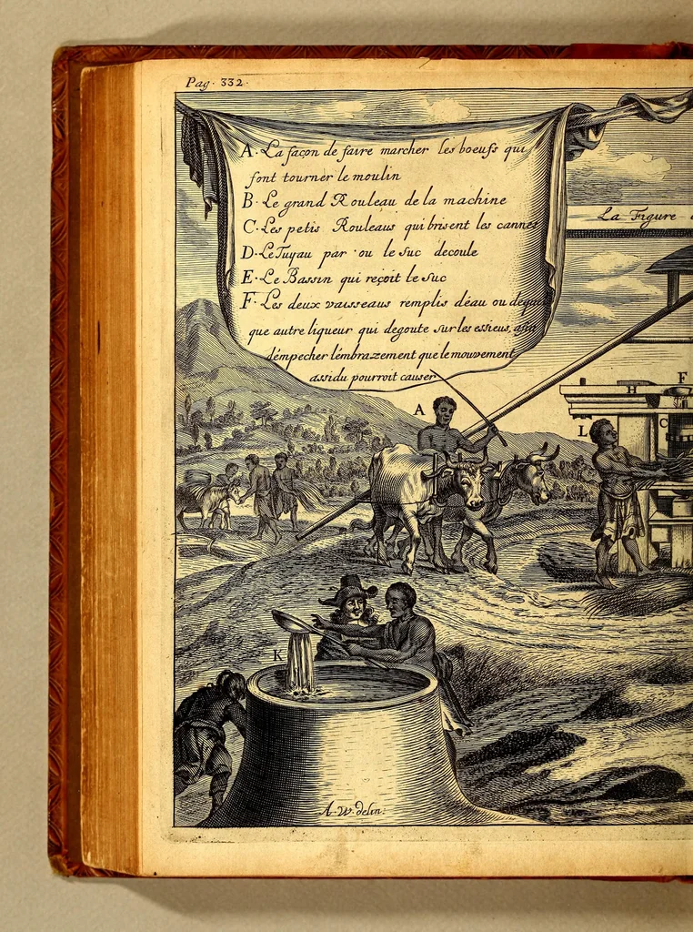 An illustration from Histoire naturelle et morale des iles Antilles de l'Amerique. : Enrichie d'un grand nombre de belles figures en taille douce, des places & des raretez les plus considerables, qui y sont décrites. : Avec un vocabulaire Caraïbe, 1665, leaf 380