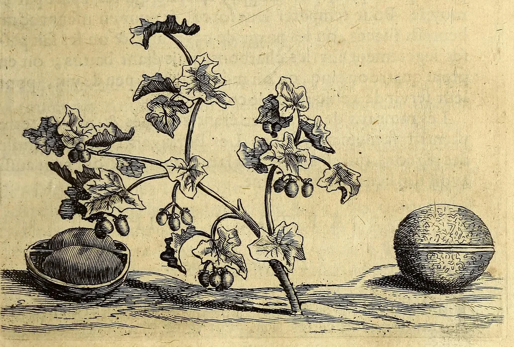 An illustration from Histoire naturelle et morale des iles Antilles de l'Amerique. : Enrichie de plusieurs belles figures des raretez les plus considerables qui y sont d'écrites. : Avec vn vocabulaire Caraïbe, 1658, leaf 101