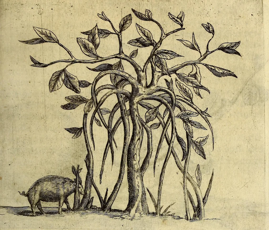 An illustration from Histoire naturelle et morale des iles Antilles de l'Amerique. : Enrichie de plusieurs belles figures des raretez les plus considerables qui y sont d'écrites. : Avec vn vocabulaire Caraïbe, 1658, leaf 105