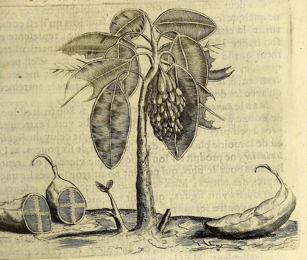 An illustration from Histoire naturelle et morale des iles Antilles de l'Amerique. : Enrichie de plusieurs belles figures des raretez les plus considerables qui y sont d'écrites. : Avec vn vocabulaire Caraïbe, 1658, leaf 113