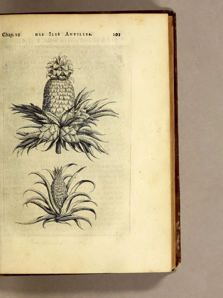 An illustration from Histoire naturelle et morale des iles Antilles de l'Amerique. : Enrichie de plusieurs belles figures des raretez les plus considerables qui y sont d'écrites. : Avec vn vocabulaire Caraïbe, 1658, leaf 125