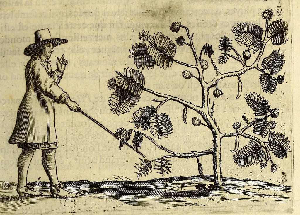 An illustration from Histoire naturelle et morale des iles Antilles de l'Amerique. : Enrichie de plusieurs belles figures des raretez les plus considerables qui y sont d'écrites. : Avec vn vocabulaire Caraïbe, 1658, leaf 133