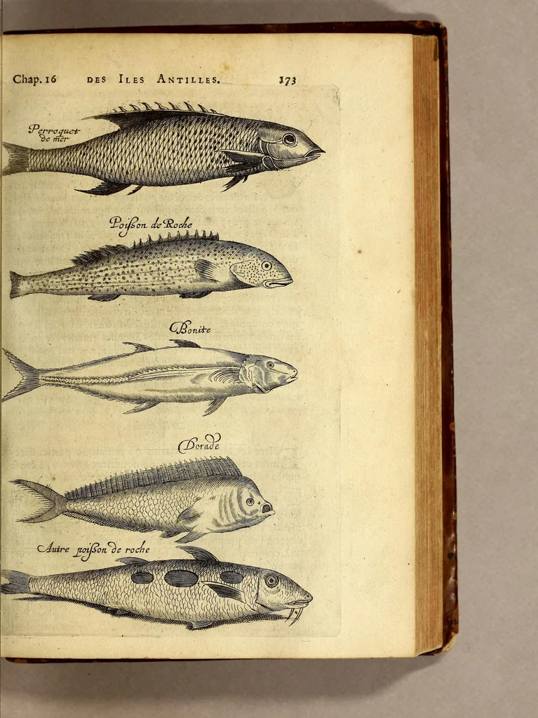An illustration from Histoire naturelle et morale des iles Antilles de l'Amerique. : Enrichie de plusieurs belles figures des raretez les plus considerables qui y sont d'écrites. : Avec vn vocabulaire Caraïbe, 1658, leaf 195