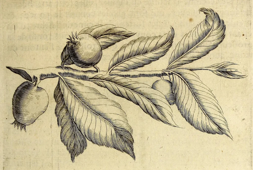 An illustration from Histoire naturelle et morale des iles Antilles de l'Amerique. : Enrichie de plusieurs belles figures des raretez les plus considerables qui y sont d'écrites. : Avec vn vocabulaire Caraïbe, 1658, leaf 71