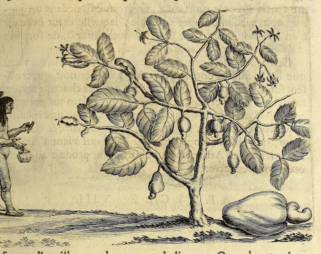 An illustration from Histoire naturelle et morale des iles Antilles de l'Amerique. : Enrichie de plusieurs belles figures des raretez les plus considerables qui y sont d'écrites. : Avec vn vocabulaire Caraïbe, 1658, leaf 77