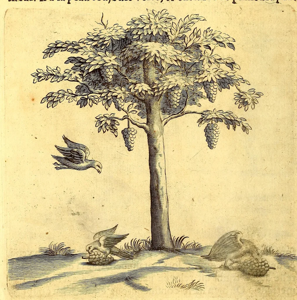 An illustration from Histoire naturelle et morale des iles Antilles de l'Amerique, : enrichie d'un grand nombre de belles figures en taille douce, qui representent au naturel les places, & les raretez les plus considerables qui y sont décrites. : Avec un vocabulaire caraïbe, 1681, leaf 110