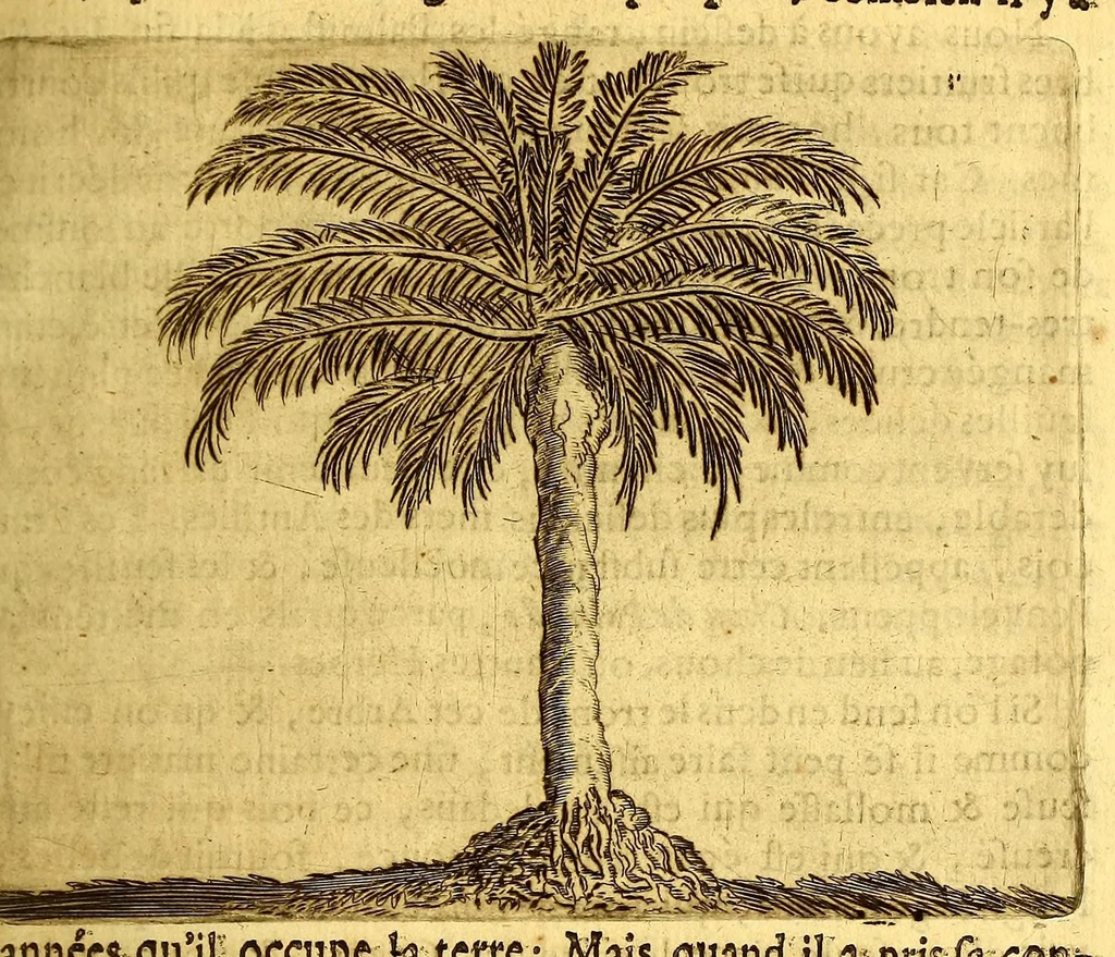 An illustration from Histoire naturelle et morale des iles Antilles de l'Amerique, : enrichie d'un grand nombre de belles figures en taille douce, qui representent au naturel les places, & les raretez les plus considerables qui y sont décrites. : Avec un vocabulaire caraïbe, 1681, leaf 121