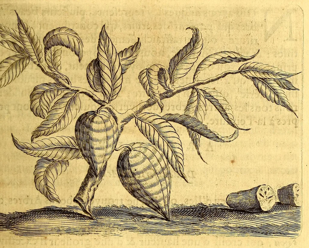 An illustration from Histoire naturelle et morale des iles Antilles de l'Amerique, : enrichie d'un grand nombre de belles figures en taille douce, qui representent au naturel les places, & les raretez les plus considerables qui y sont décrites. : Avec un vocabulaire caraïbe, 1681, leaf 127