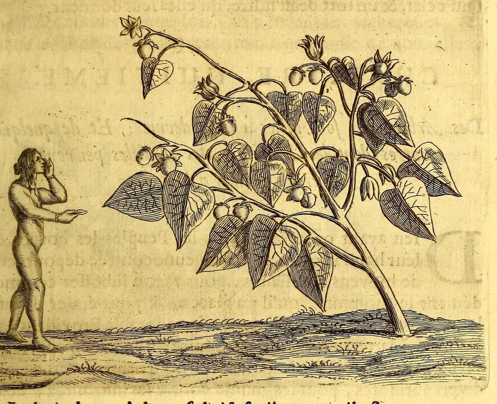 An illustration from Histoire naturelle et morale des iles Antilles de l'Amerique, : enrichie d'un grand nombre de belles figures en taille douce, qui representent au naturel les places, & les raretez les plus considerables qui y sont décrites. : Avec un vocabulaire caraïbe, 1681, leaf 135