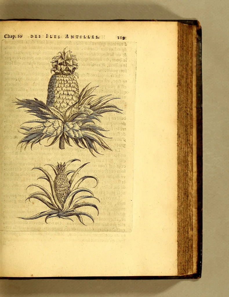 An illustration from Histoire naturelle et morale des iles Antilles de l'Amerique, : enrichie d'un grand nombre de belles figures en taille douce, qui representent au naturel les places, & les raretez les plus considerables qui y sont décrites. : Avec un vocabulaire caraïbe, 1681, leaf 161