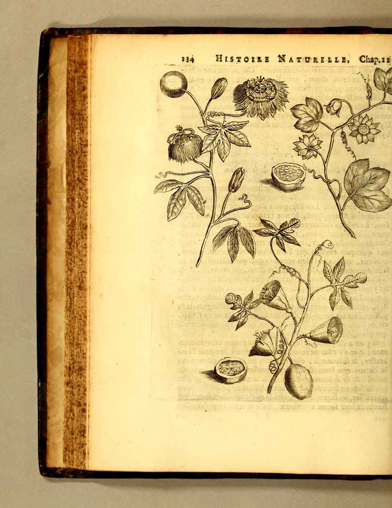 An illustration from Histoire naturelle et morale des iles Antilles de l'Amerique, : enrichie d'un grand nombre de belles figures en taille douce, qui representent au naturel les places, & les raretez les plus considerables qui y sont décrites. : Avec un vocabulaire caraïbe, 1681, leaf 176