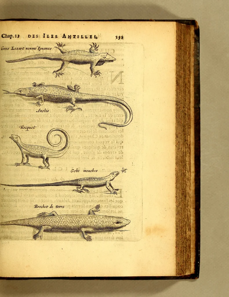 An illustration from Histoire naturelle et morale des iles Antilles de l'Amerique, : enrichie d'un grand nombre de belles figures en taille douce, qui representent au naturel les places, & les raretez les plus considerables qui y sont décrites. : Avec un vocabulaire caraïbe, 1681, leaf 193