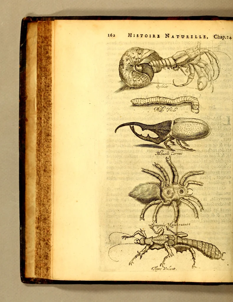 An illustration from Histoire naturelle et morale des iles Antilles de l'Amerique, : enrichie d'un grand nombre de belles figures en taille douce, qui representent au naturel les places, & les raretez les plus considerables qui y sont décrites. : Avec un vocabulaire caraïbe, 1681, leaf 204