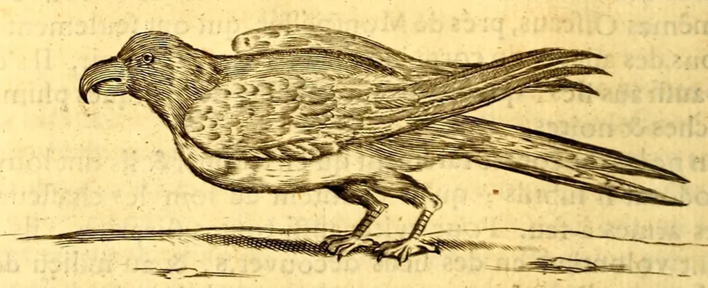 An illustration from Histoire naturelle et morale des iles Antilles de l'Amerique, : enrichie d'un grand nombre de belles figures en taille douce, qui representent au naturel les places, & les raretez les plus considerables qui y sont décrites. : Avec un vocabulaire caraïbe, 1681, leaf 210