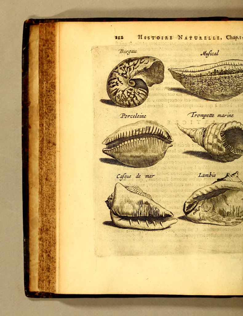 An illustration from Histoire naturelle et morale des iles Antilles de l'Amerique, : enrichie d'un grand nombre de belles figures en taille douce, qui representent au naturel les places, & les raretez les plus considerables qui y sont décrites. : Avec un vocabulaire caraïbe, 1681, leaf 274