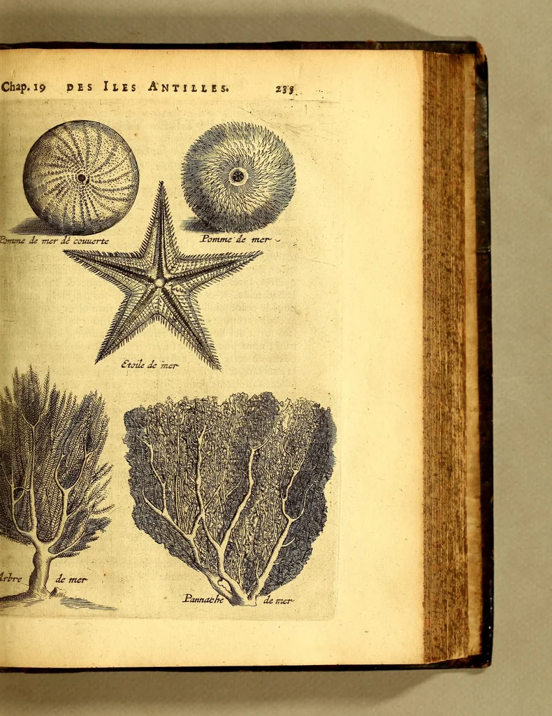 An illustration from Histoire naturelle et morale des iles Antilles de l'Amerique, : enrichie d'un grand nombre de belles figures en taille douce, qui representent au naturel les places, & les raretez les plus considerables qui y sont décrites. : Avec un vocabulaire caraïbe, 1681, leaf 277