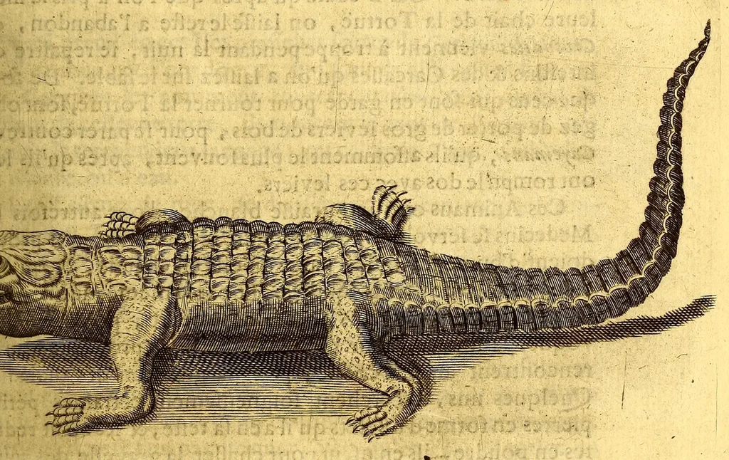 An illustration from Histoire naturelle et morale des iles Antilles de l'Amerique, : enrichie d'un grand nombre de belles figures en taille douce, qui representent au naturel les places, & les raretez les plus considerables qui y sont décrites. : Avec un vocabulaire caraïbe, 1681, leaf 285