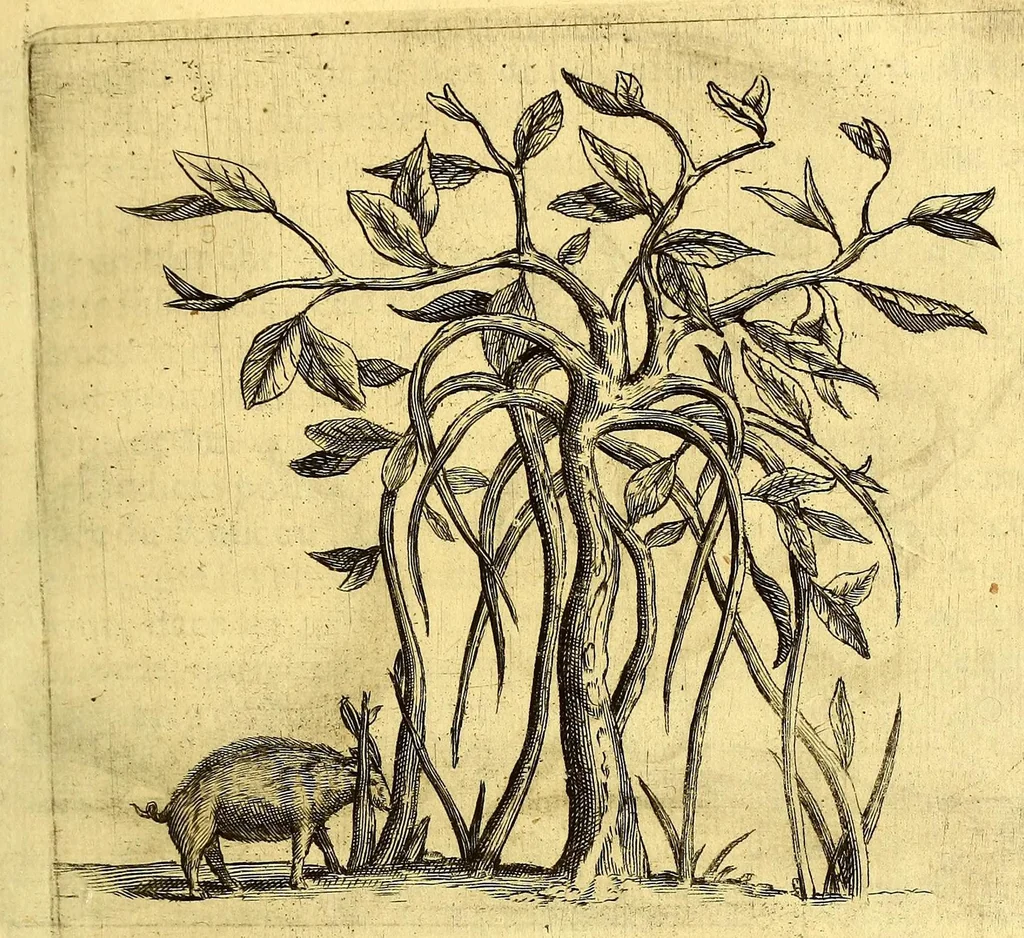 An illustration from Histoire naturelle et morale des iles Antilles de l'Amerique. : Enrichie de plusieurs belles figures des raretez les plus considerables qui y sont d'écrites. : Avec vn vocabulaire Caraïbe, 1658, leaf 103