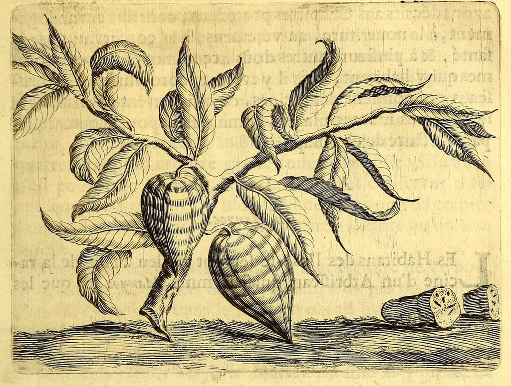 An illustration from Histoire naturelle et morale des iles Antilles de l'Amerique. : Enrichie de plusieurs belles figures des raretez les plus considerables qui y sont d'écrites. : Avec vn vocabulaire Caraïbe, 1658, leaf 107