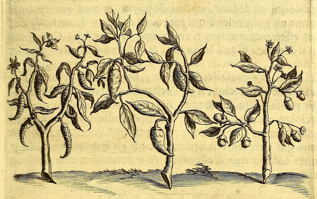 An illustration from Histoire naturelle et morale des iles Antilles de l'Amerique. : Enrichie de plusieurs belles figures des raretez les plus considerables qui y sont d'écrites. : Avec vn vocabulaire Caraïbe, 1658, leaf 115