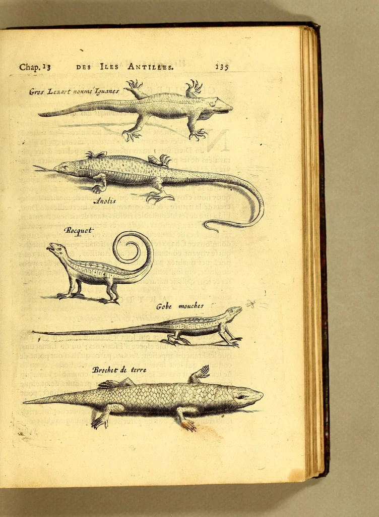 An illustration from Histoire naturelle et morale des iles Antilles de l'Amerique. : Enrichie de plusieurs belles figures des raretez les plus considerables qui y sont d'écrites. : Avec vn vocabulaire Caraïbe, 1658, leaf 155