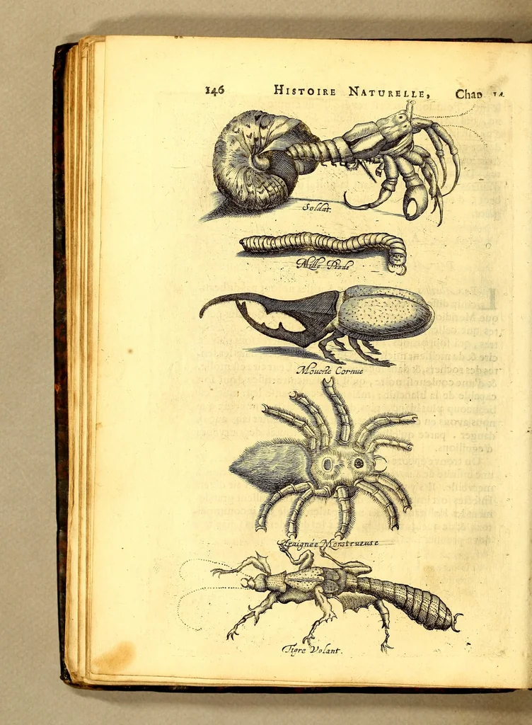 An illustration from Histoire naturelle et morale des iles Antilles de l'Amerique. : Enrichie de plusieurs belles figures des raretez les plus considerables qui y sont d'écrites. : Avec vn vocabulaire Caraïbe, 1658, leaf 166
